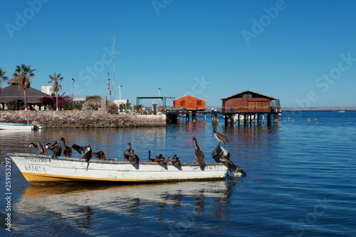 boat on the river with pelican la paz Baja California mexico