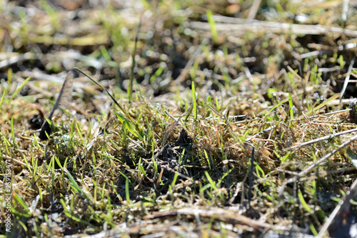 Fresh new green grass in a clearing in the forest close up
