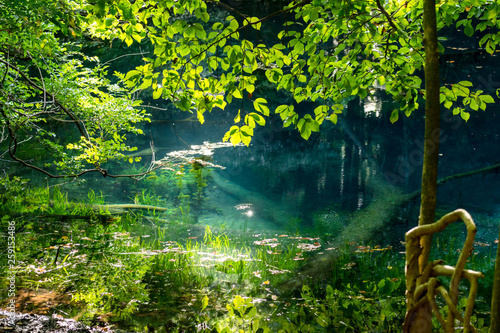 Wallpaper Mural 澄んだ池 Torontodigital.ca