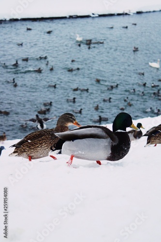 Ducks and drakes on a snowy beach