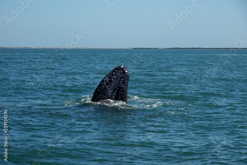 head grey whale in the sea Bahia Concepcion Baja California mexico