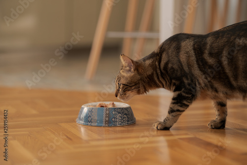 Fotografie Cute short hair cat eating food from a metal bowl at home