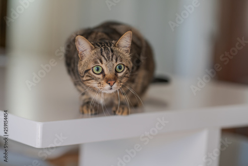 Beautiful short hair cat sitting on white table at home © Krakenimages.com