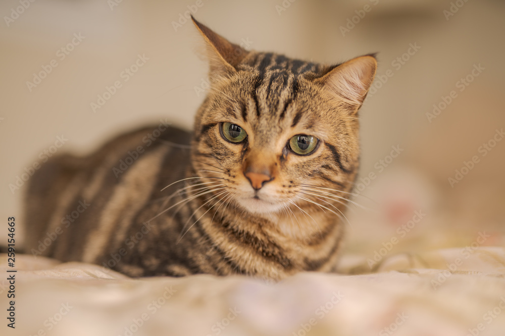 Obraz premium Beautiful short hair cat lying on the bed at home