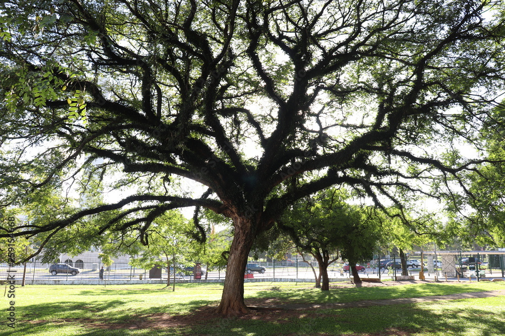 Ibirapuera's Park - 6