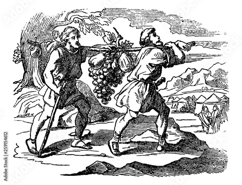 Vintage Drawing of Biblical Story of Scouts of Israelites Returning with Fruits. Two Men Carry Large Grape Bunch
