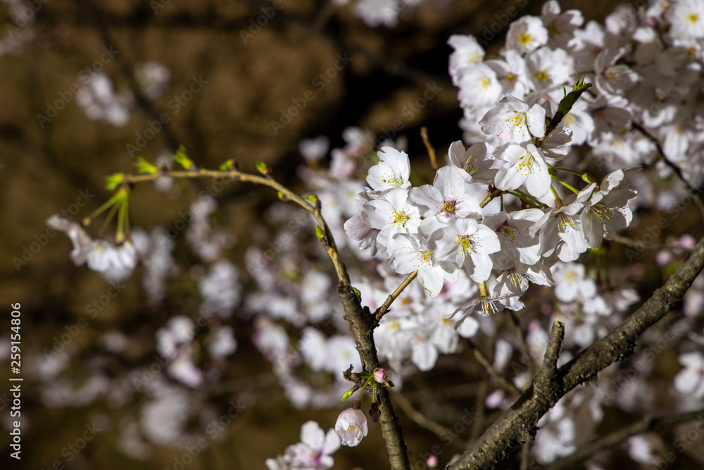 夜桜 夜桜