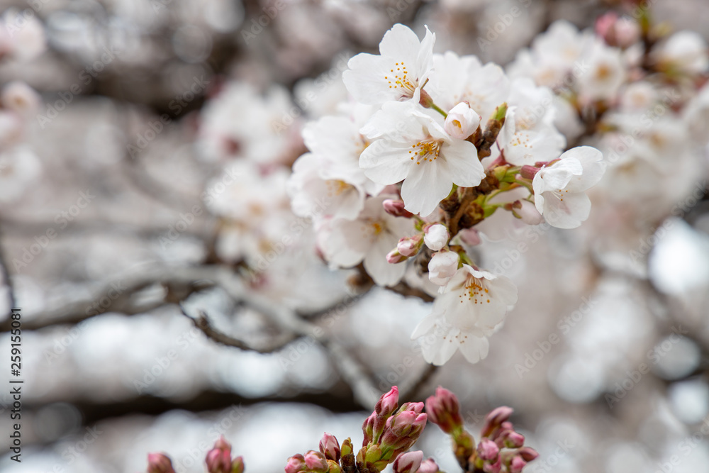 桜 桜