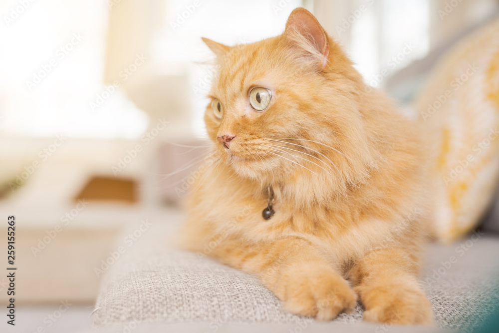 Obraz premium Beautiful ginger long hair cat lying on the sofa on a sunny day at home