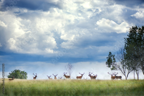 Beautiful young and adult mule red deer bucks (cervus elaphus) herd with growing antlers in the meadow on dramatic rain storm, cloudy sky background. Majestic animals in natural park. 