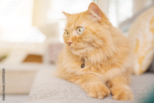 Fototapeta Naklejka Na Ścianę i Meble -  Beautiful ginger long hair cat lying on the sofa on a sunny day at home