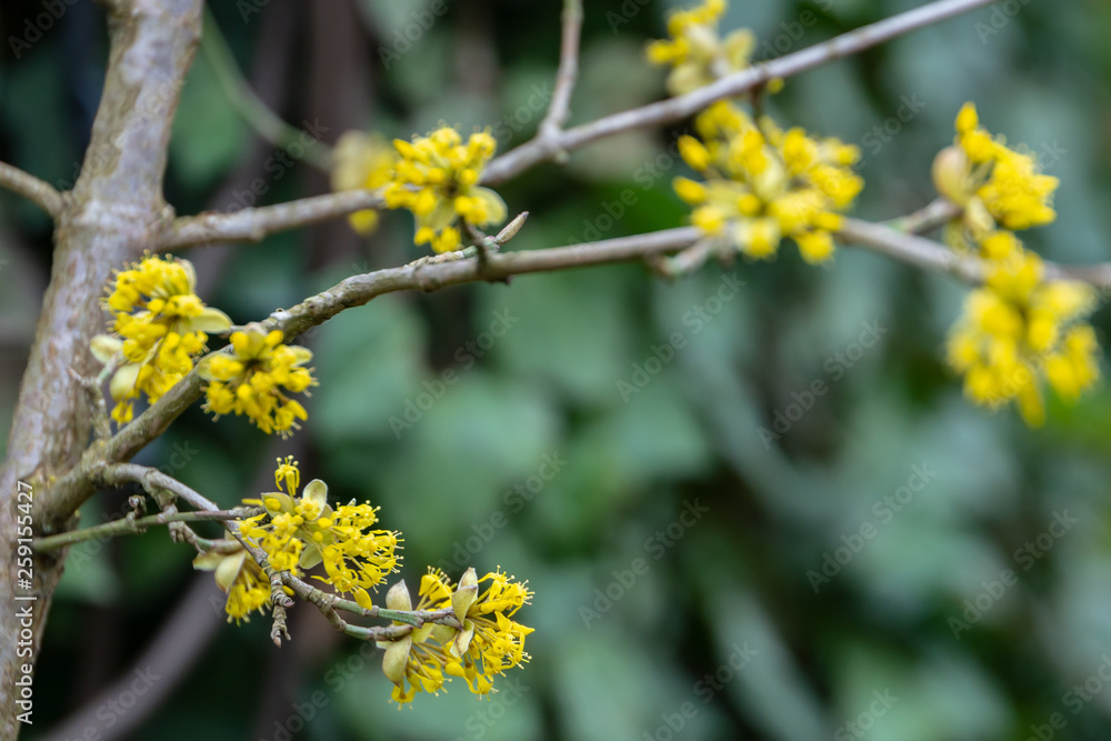 Lyric twig with yellow flowers on blurred ivy Hedera helix background. Soft selective macro focus cornelian cherry blossom (Cornus mas, European cornel, dogwood) in early spring Lyric twig with yellow flowers on blurred ivy Hedera helix background. Soft selective macro focus cornelian cherry blossom (Cornus mas, European cornel, dogwood) in early spring