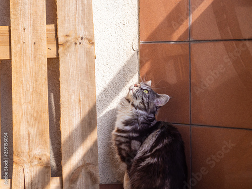 cute cat basking in the sun