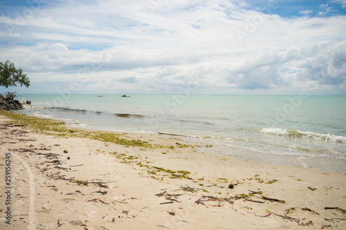 Beach on Itamaraca Island full of Sargassum seaweed  Pernambuco state  Brazil 