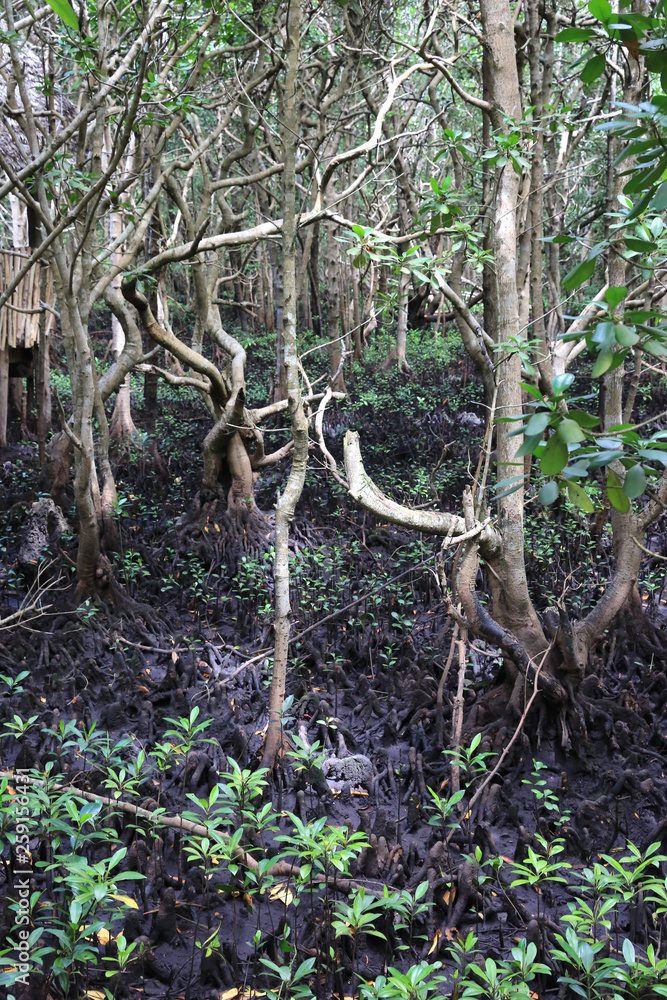 mangrove forest in Zanzibar mangrove forest in Zanzibar