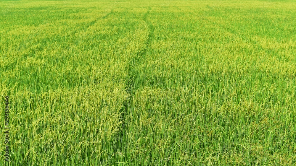 green rice in field for background green rice in field for background