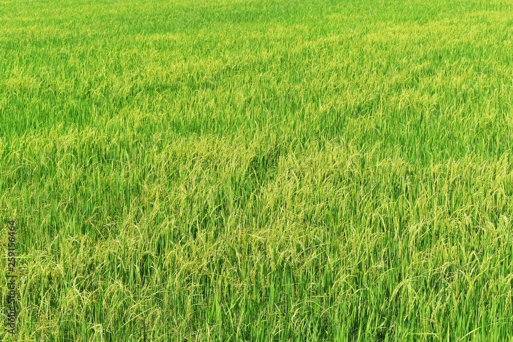 green rice in field for background