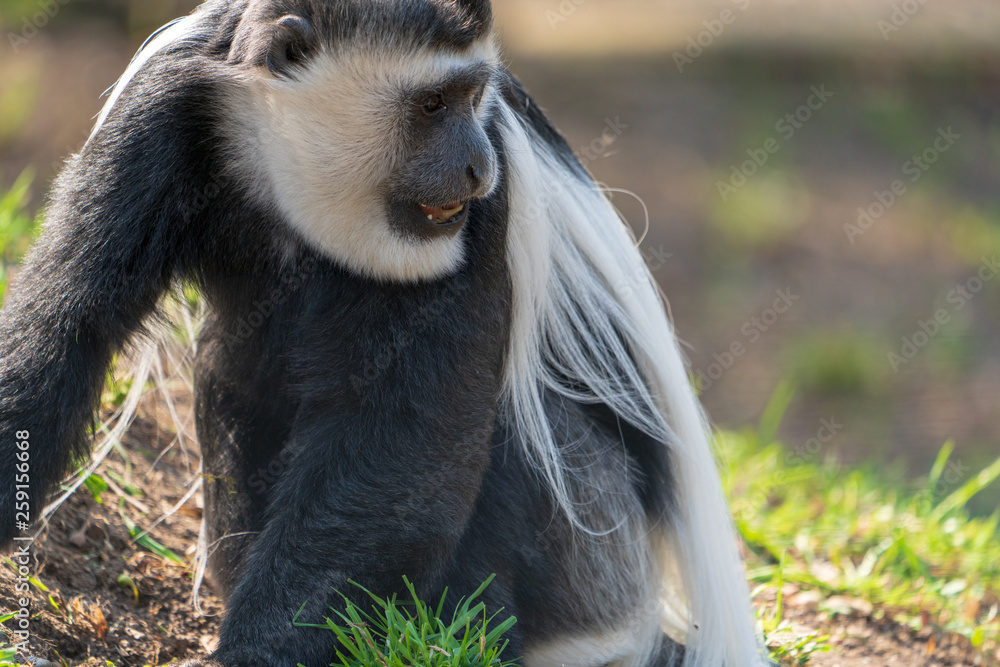 Obraz premium Colubusaffe