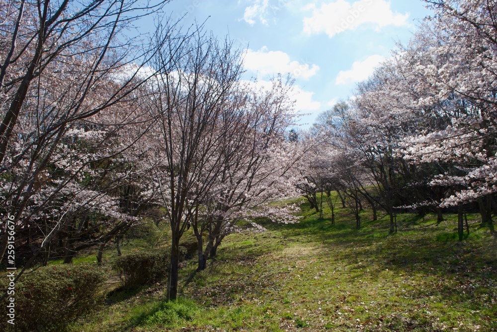 桜の木