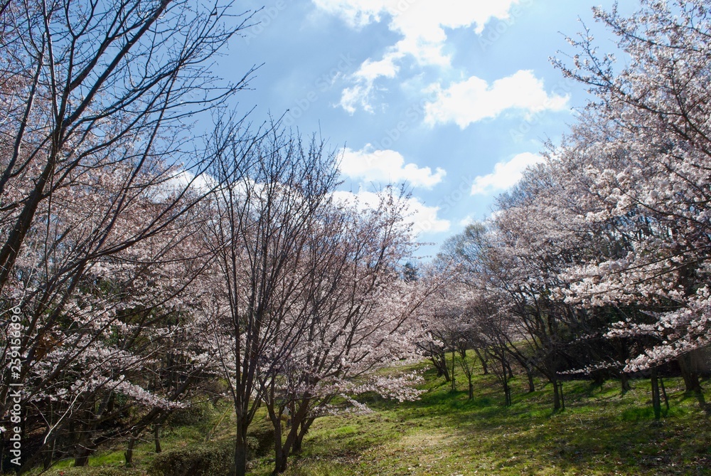 桜の木 桜の木