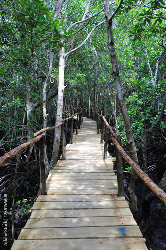 bridge in deep forest