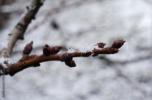 branch apricots with swollen buds, which fell snowflakes, in early spring