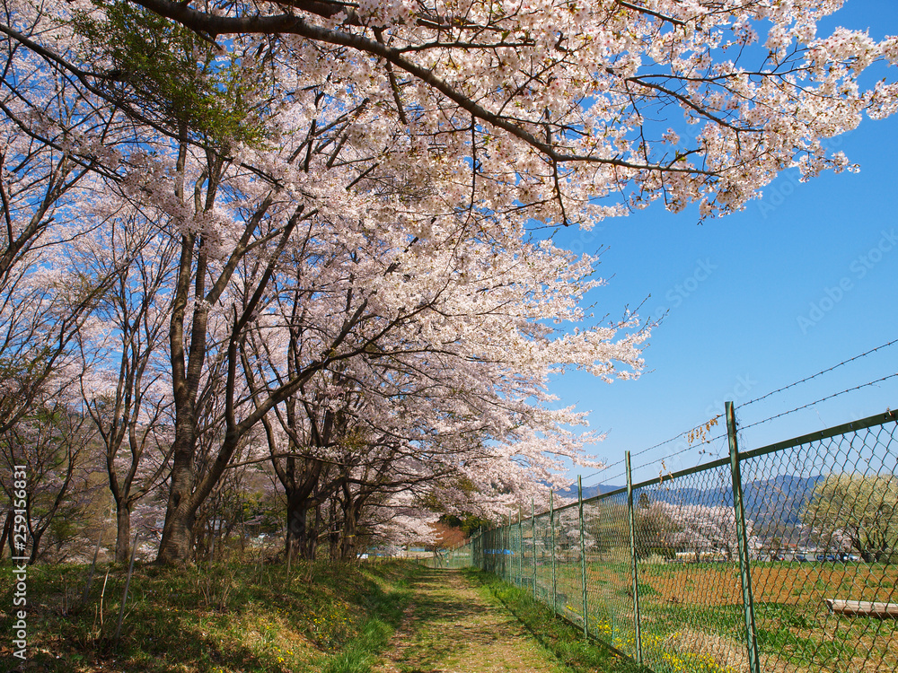 フェンス脇に咲く桜