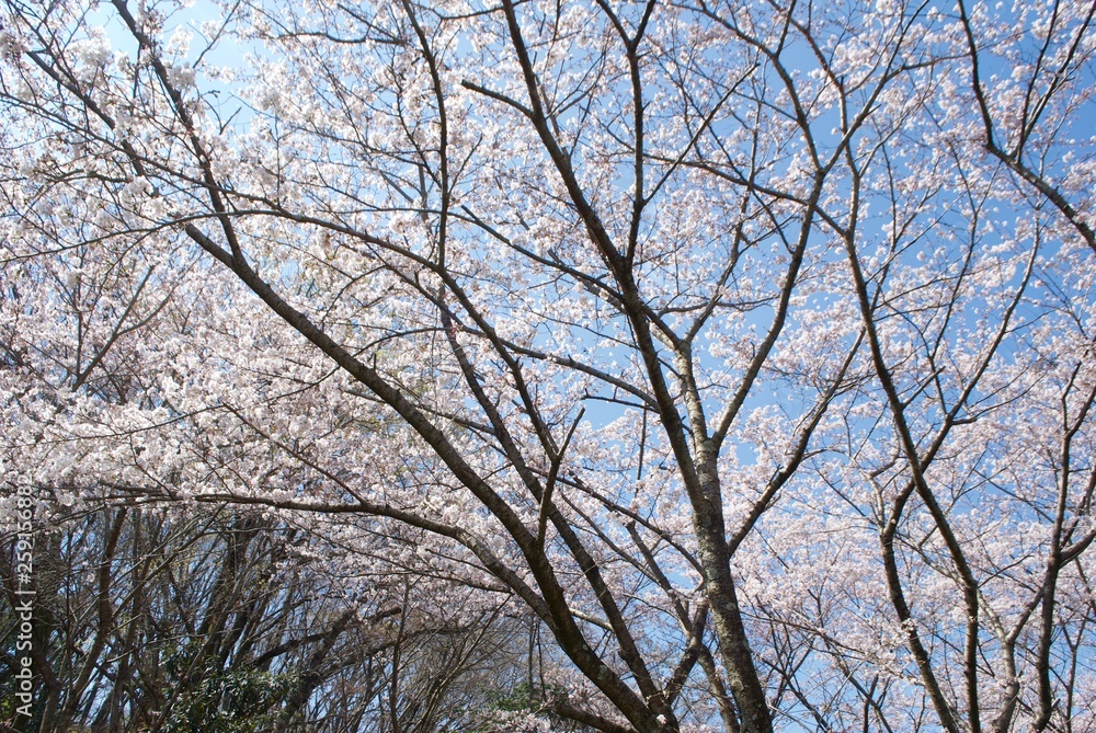 桜の木 桜の木