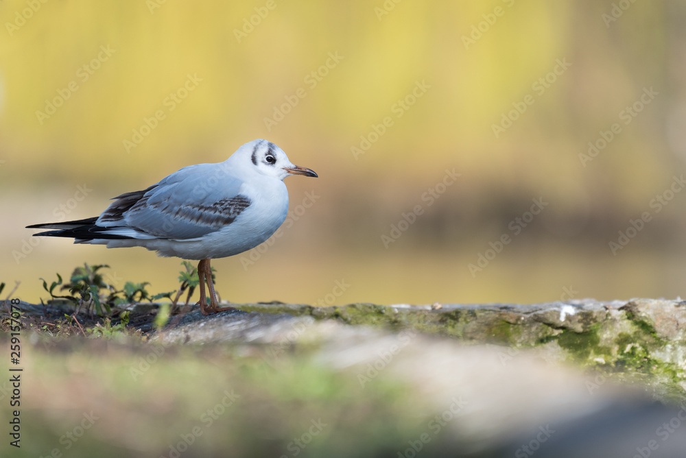 isolated black-headed gull on a wall at a pond isolated black-headed gull on a wall at a pond