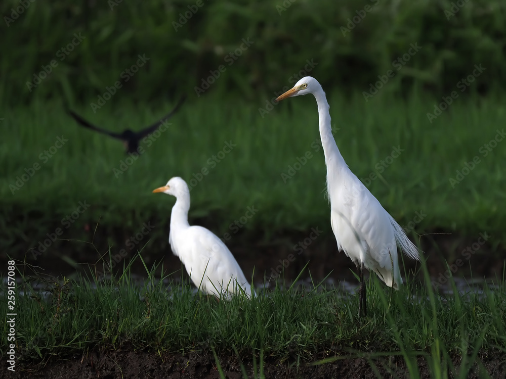 egret the position for prey
