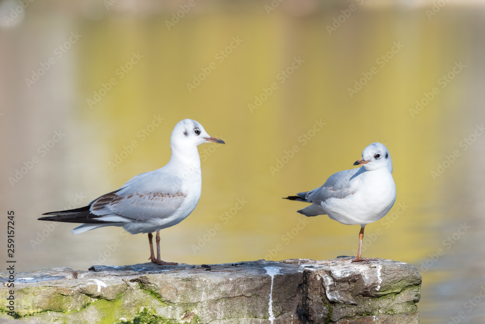 pair of black-headed gulls on a wall at a pond pair of black-headed gulls on a wall at a pond