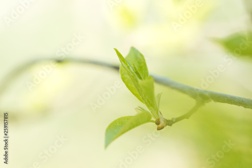 branch of a tree with young leaves and buds