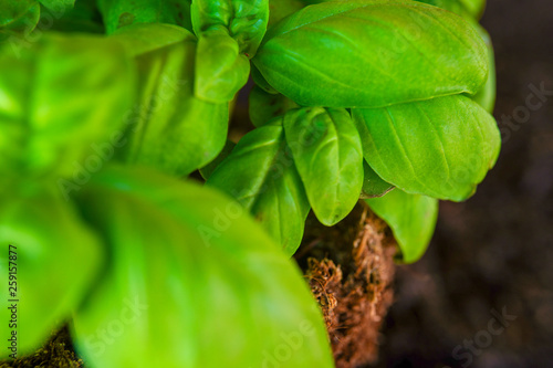 Basil leaves,close-up photo. Plant diseases, fading herb in the garden