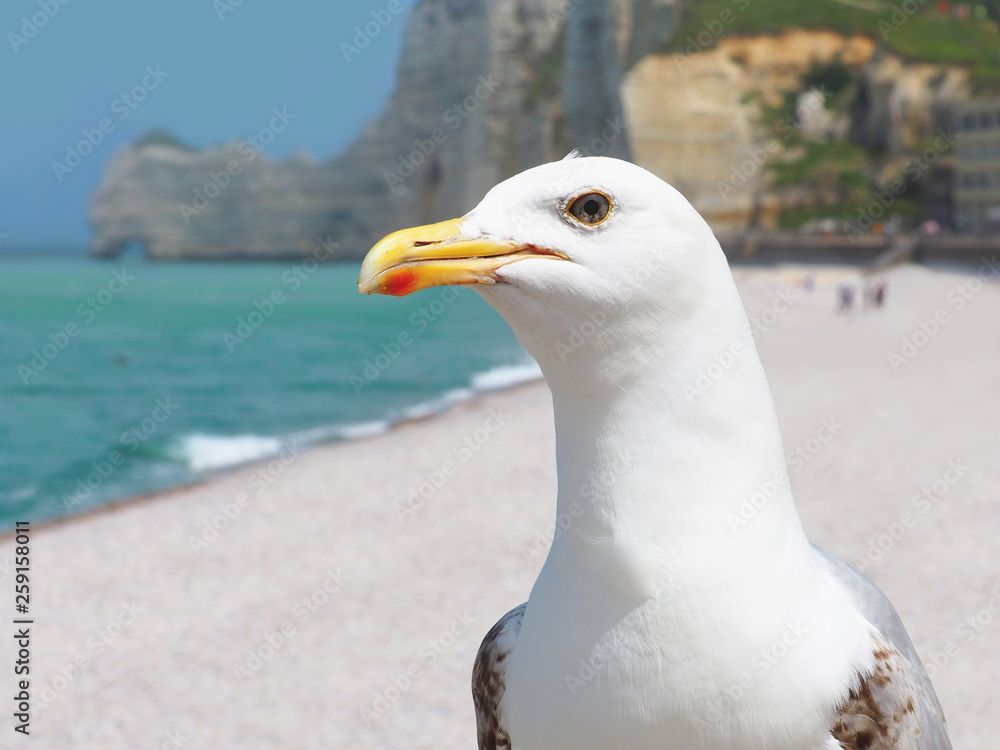 Portrait of a seagull on the background of the cliffs of Etretat, Normandy, France. Famous coastline Portrait of a seagull on the background of the cliffs of Etretat, Normandy, France. Famous coastline