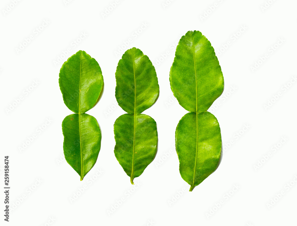 Kaffir lime leaves isolated on a white background Kaffir lime leaves isolated on a white background