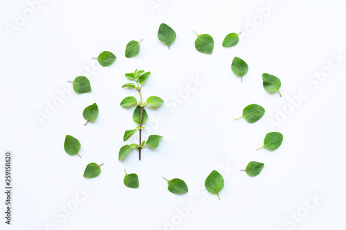Essential oil with fresh mint leaves on white background.