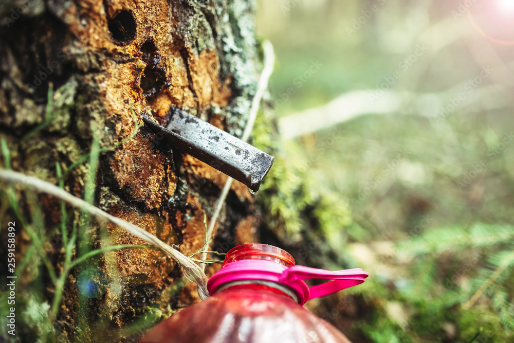 Naklejka premium drops of birch sap from a tree trunk.