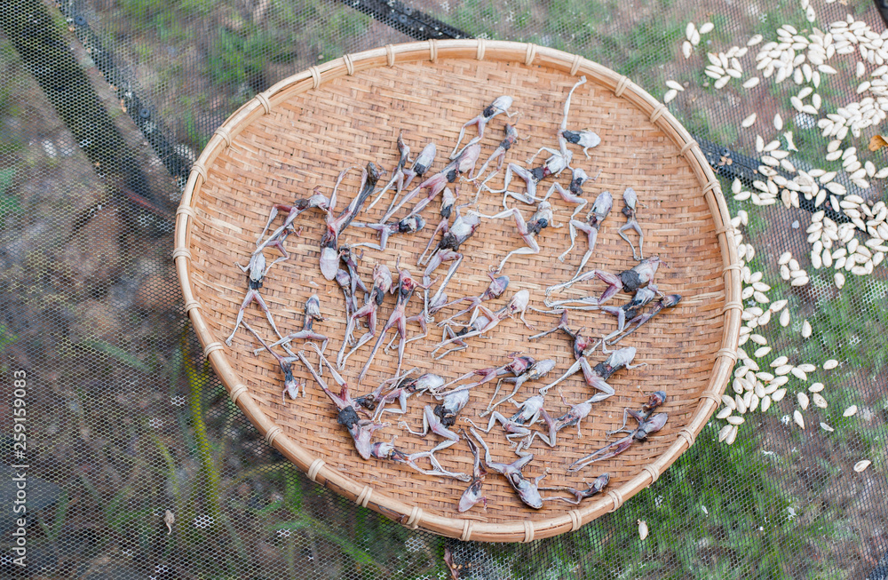 Tray to put in a little frog to dry for crispy Tray to put in a little frog to dry for crispy