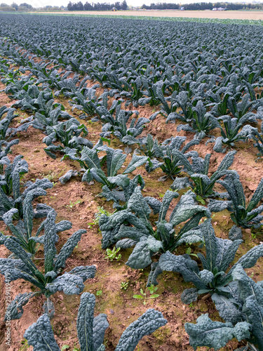 UK, England, Kent, Kale Tuscan photo