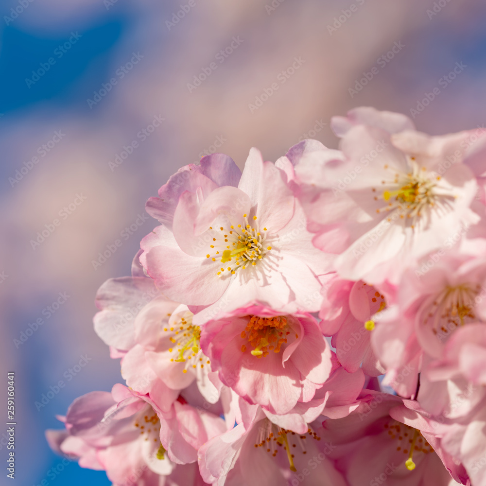 Blooming cherry tree in springtime. Beautiful spring pink flowers in a park. Nature wallpaper background with blossoming Sakura. Selective focus. Game of color. Closeup. Copy space.