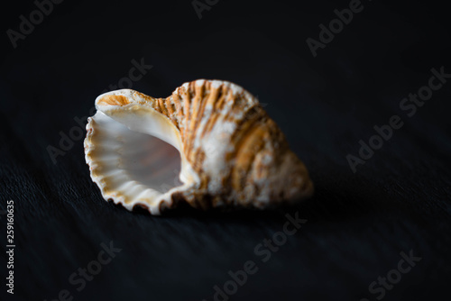 sea shell on black background