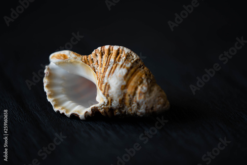 sea shell on black background