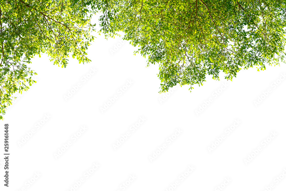 Obraz premium Fresh green leaves on white background