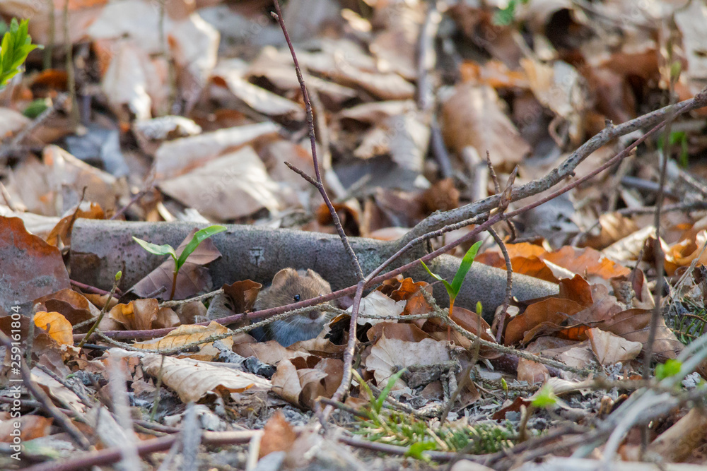 Red-rumped mouse peeks out in the forest under branches laying on the ground Red-rumped mouse peeks out in the forest under branches laying on the ground