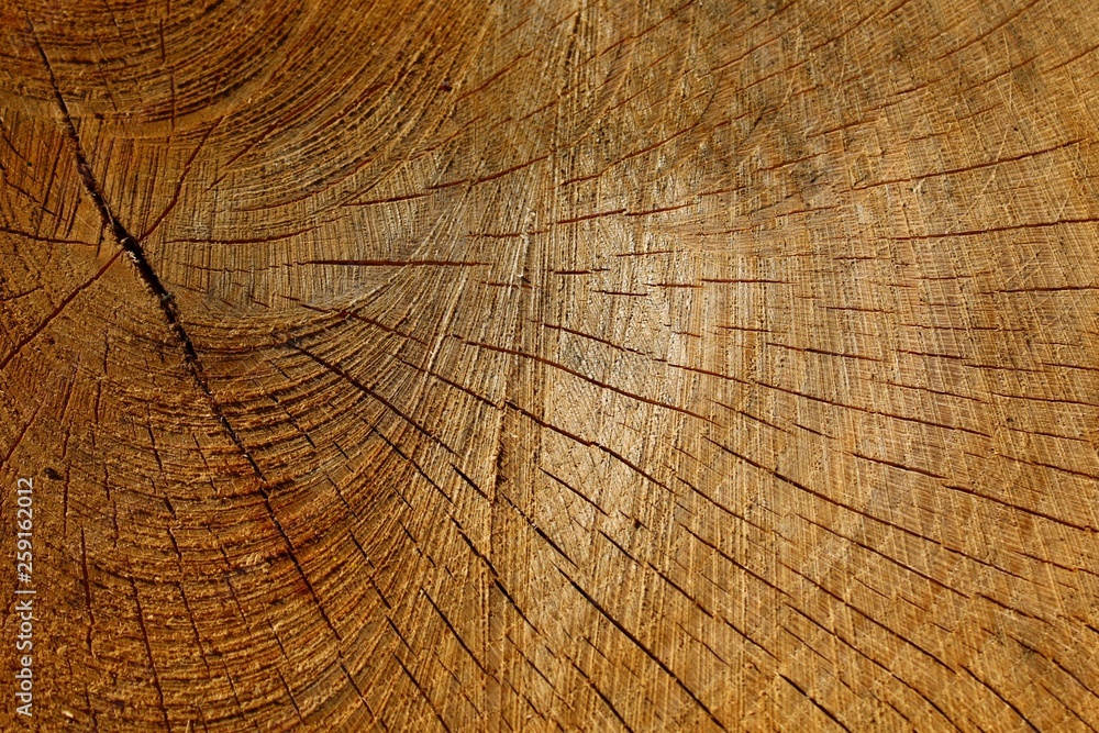 Naklejka premium Struktur eines Baumstamms