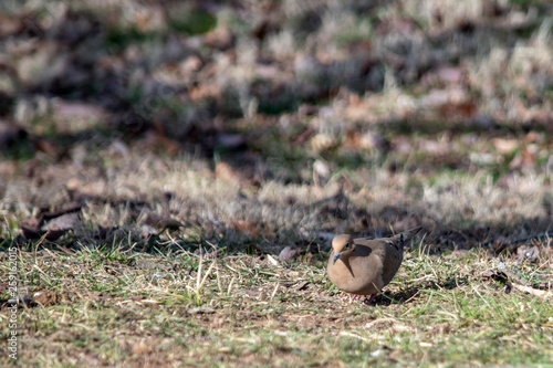A Morning Dove scavanges on the ground searching for seeds to eat. Bokeh background.