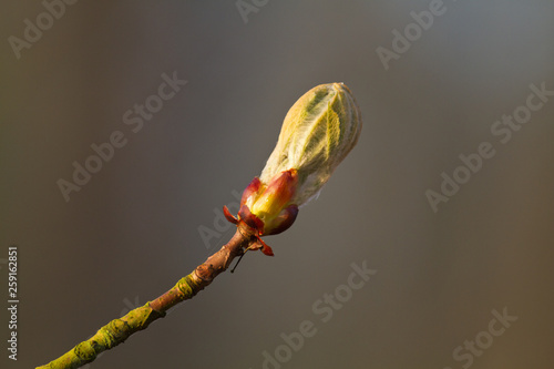 Bud of a Conker tree or Horse-chestnut (Aesculus hippocastanum) in spring photo