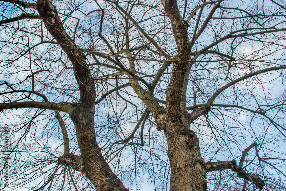 Looked up at the pattern of the big tree. Looked up at the pattern of the big tree.