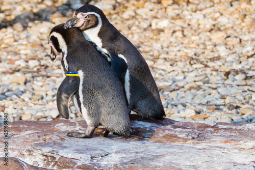 Fellpflege Humboldtpinguine 
