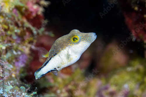 Close up of a juvenile fish as a part of the coral reef in the Caribbean Sea around Curacao
